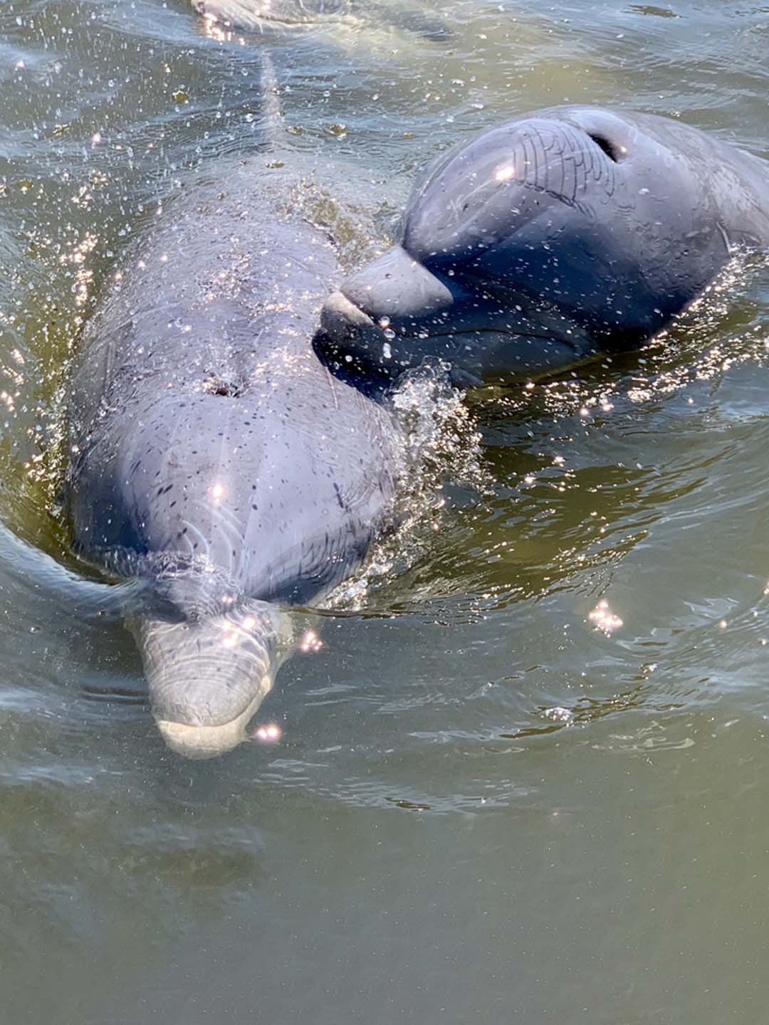 Charleston SC Dolphin Watching Eco Cruise