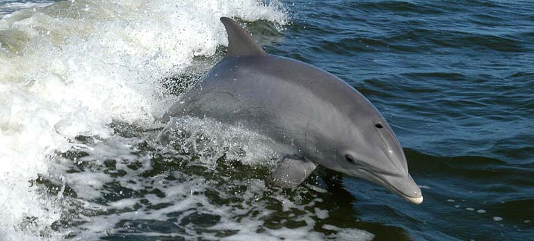 Dolphin Watching Tour Charleston